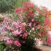 mes fleurs en juillet 2006